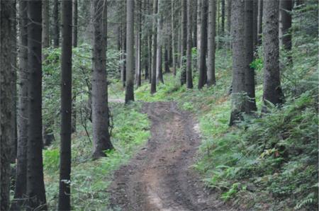 2. Začetni del poti pelje po gozdni vlaki v smrekovem gozdu